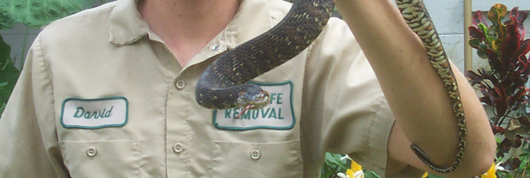 The Garter Snake